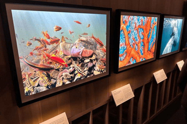 A photo displaying three framed images on a wooden wall. The left frame showcases vibrant underwater fish and coral, enhanced by Bright Green backlighting. The middle frame captures a close-up of colorful coral formations, while the right frame reveals a marine scene with waves and water patterns. Descriptive plaques are below each frame.